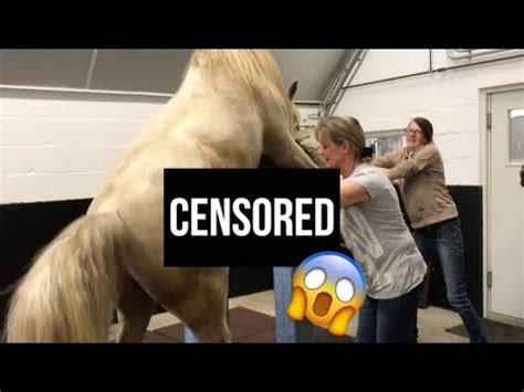 cumming inside horse|First time being mounted 